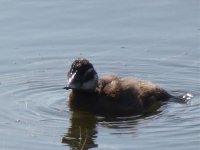 White-headed Duck reduced.jpg