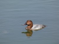 Pochard 127 reduced.jpg