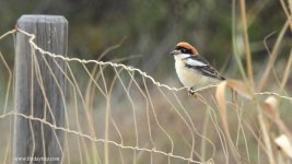 2019.04.12 Woodchat Shrike.JPG