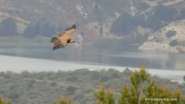 2019.04.12 Griffon Vulture.JPG