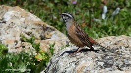 2019.04.12 Rock Bunting.JPG