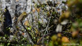 2019.04.12 Melodious Warbler.JPG