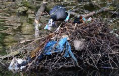 coot-nest.jpg