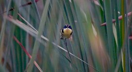 DSC04993 Many-coloured Rush Tyrant @ Villa.jpg