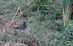 DSC04990 Plumbeous Rail @ Villa.jpg