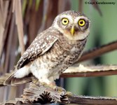 Owlet,S-1-A.JPG