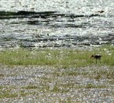 DSC05897 Comb-crested Jacana @ Kakadu 2.jpg