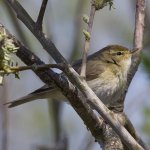 14-May-2019---Willow-Warbler.jpg