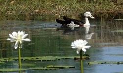 DSC05939 Radjah Shelduck @ Kakadu.jpg