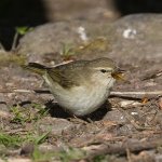 16-May-2019---Chiffchaff2.jpg