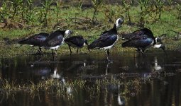 DSC05915 Straw-necked Ibis @ Kakadu.jpg