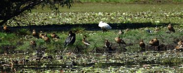 DSC05916 Mixed waterfowl @ Kakadu.jpg