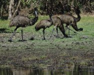 DSC05910 Emus @ Kakadu.jpg