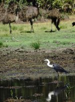 DSC05913 White-necked Heron @ Kakadu.jpg