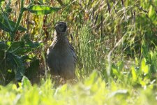 20150709 (6)_Quail.JPG