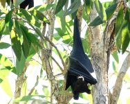 DSC05899 Black Flying Fox @ Kakadu.jpg