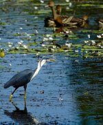 DSC05929 Pied Heron @ Kakadu.jpg