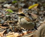 fem banded pitta on ground.jpg