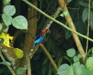 javan kingfisher.JPG