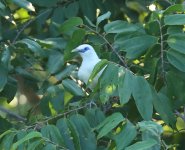 bali myna2.jpg