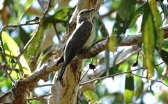 DSC05946 Brush Cuckoo @ Kakadu.jpg