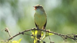 sedge warbler.JPG