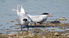 common tern.JPG