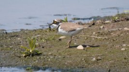 little ringed plover.JPG