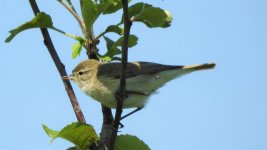 chiffchaff.JPG