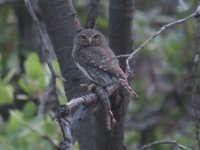 Northern-Pygmy-Owl-Madera-C.jpg
