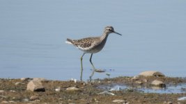 wood sandpiper 01.JPG