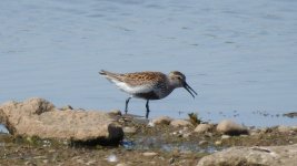 dunlin.JPG