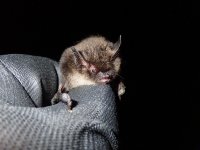 Whiskered Bat (2).JPG