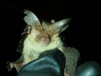 Brown Long Eared Bat.JPG