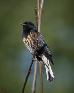 DSCF0300 Redwinged Blackbird, Juvy.jpg