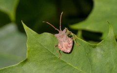 Shield Bug 443A2602 BF ID.jpg