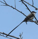 long-tailed-bird1.jpg