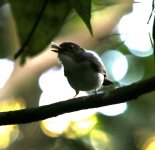 babbler resize.JPG