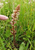 Broomrape 3.JPG