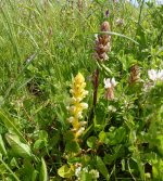 Broomrape 4.JPG