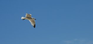 gull porto di cesario puglia-1.jpg