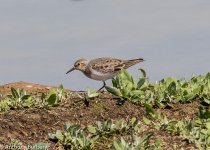 Temminck's stint-5468.jpg