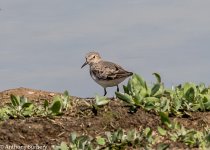 Temminck's stint-5470.jpg