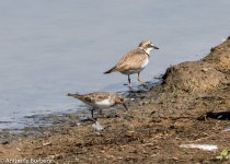 Temminck's stint-5464.jpg