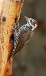 Arizona Woodpecker.jpg