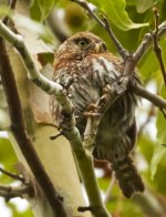 No Pygmy Owl.jpg