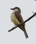 Thick Billed Kingbird.jpg