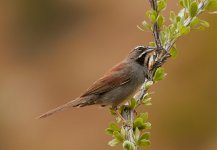 Five striped Sparrow.jpg