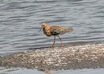 Ruff-5431.jpg