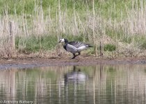 Barnacle Goose-5479.jpg
